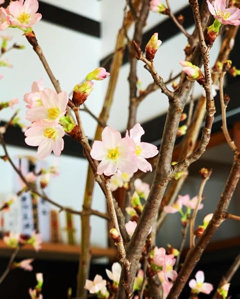 啓扇桜